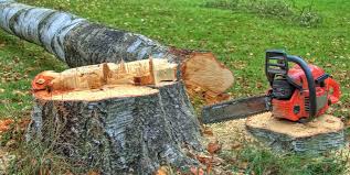 Best Tree Cabling and Bracing  in Murphy, TX