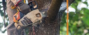 Best Lawn Pest Prevention  in Murphy, TX