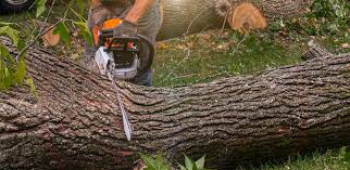 How Our Tree Care Process Works  in  Murphy, TX