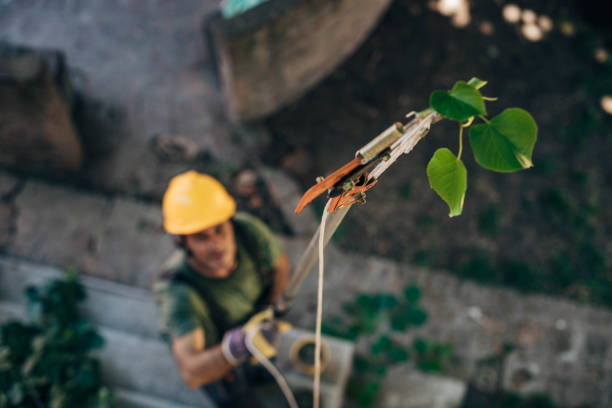 Best Pest Control for Lawns  in Murphy, TX