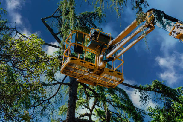  Murphy, TX Tree Services Pros