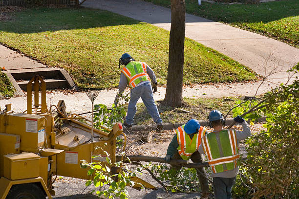Best Soil Testing and Treatment  in Murphy, TX