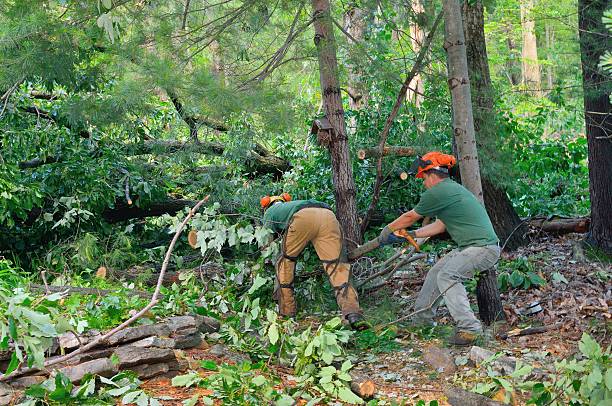 Best Stump Grinding and Removal  in Murphy, TX