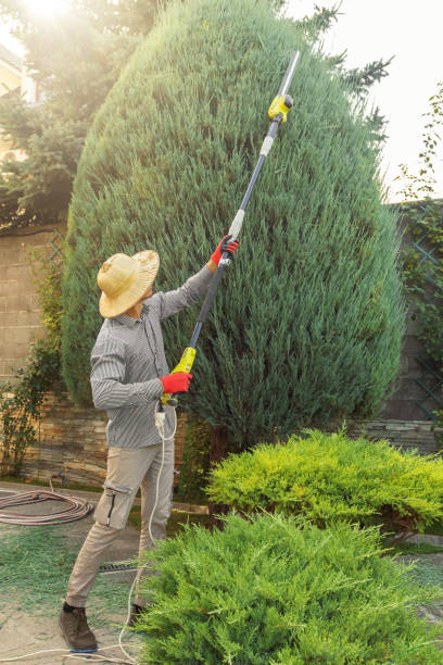 Best Palm Tree Trimming  in Murphy, TX