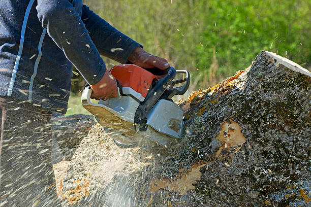 Best Weed Control  in Murphy, TX