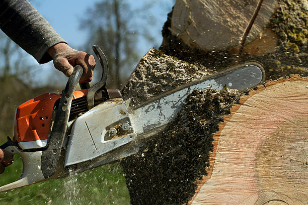 Trusted Murphy, TX Tree Services Experts
