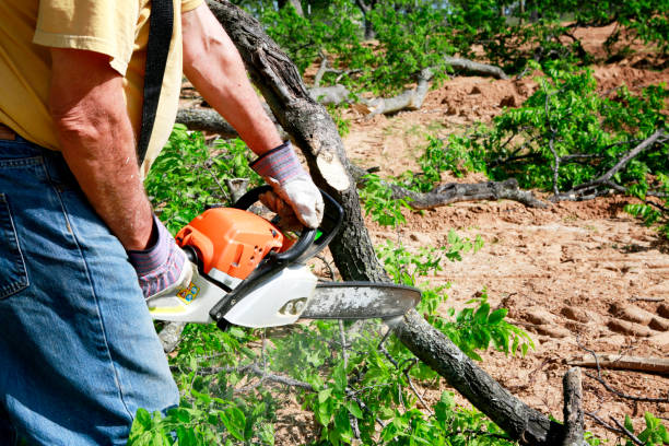 Best Soil Testing and Treatment  in Murphy, TX